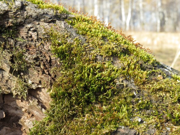 桦树树干上覆盖着绿色的苔藓图片下载