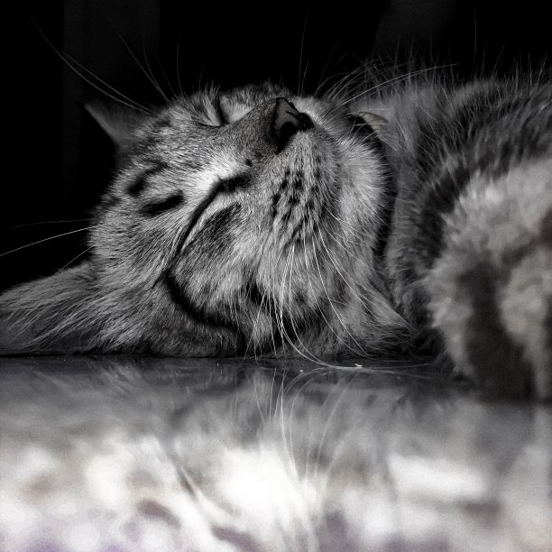 饭后睡个好觉图片下载