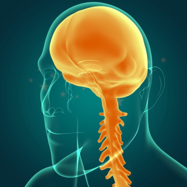 硬脑膜解剖医学概念3D图片下载