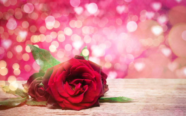 红色玫瑰花与绿叶在粉红色闪光的散景背景图片下载