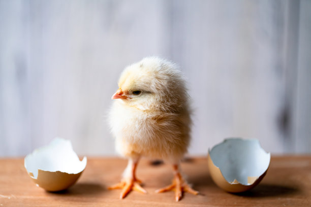 新生活素材图片