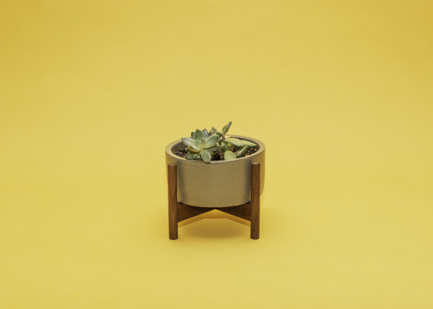 黄色背景上的肉质植物图片下载