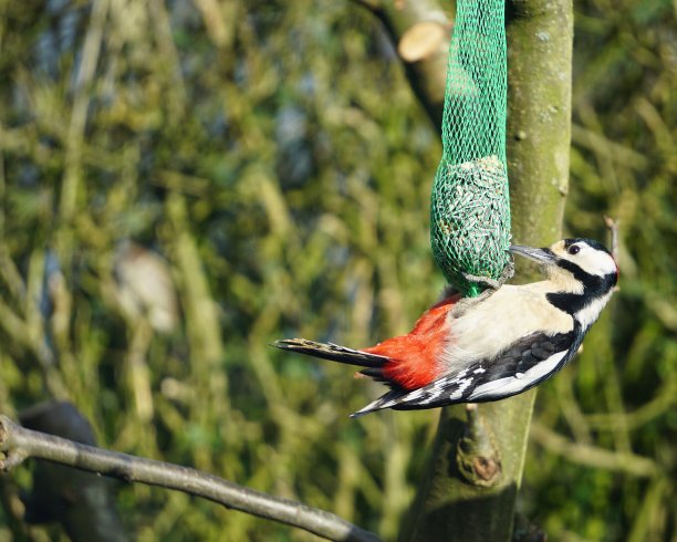 鸟类在冬天图片下载