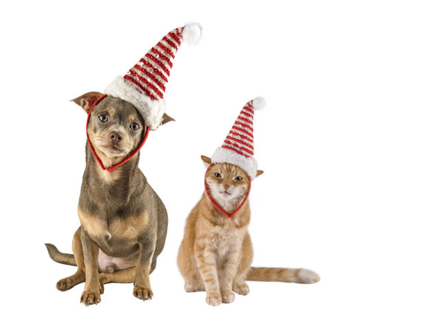 圣诞老人的狗。亲爱的圣诞老人。圣诞老人的猫。吉娃娃。狗和猫在看摄像机。隔离。横幅。本空间图片下载