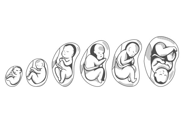 胎儿阶段矢量图标设置孤立的白色背景。图片下载