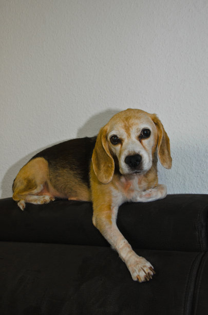 一张年老美丽的小猎犬(狗)的肖像，放松在沙发靠背的顶部图片下载