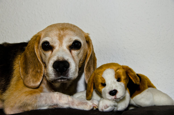 一张老比格尔(犬)躺在沙发上的照片，上面有一个看起来像她自己的可爱玩具图片下载