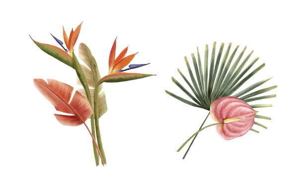 一套插图的花束与热带植物和鲜花，在一个白色的背景特写水彩手绘图片下载