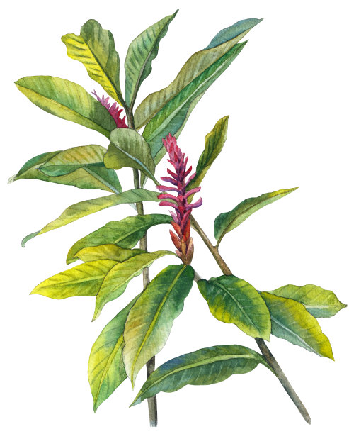 盛开的姜植物。用水彩绘制的植物插图图片下载