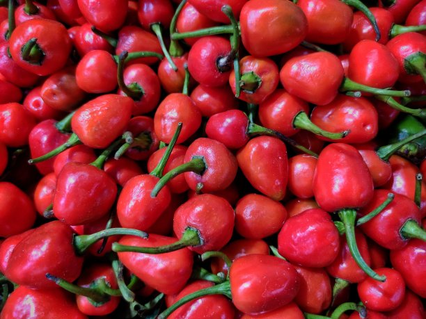 红辣椒图片下载