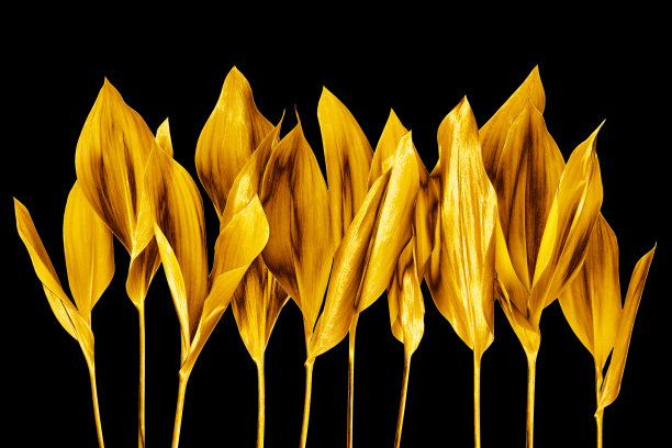 金叶黑色背景孤立特写，金花枝，闪亮的黄色金属叶，叶面，花卉设计元素，花瓣，植物枝，树梢，芽，装饰边框，自然图案图片下载