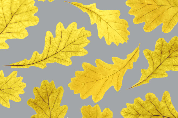 秋天的黄橡树叶在白色的背景，秋天的墙纸。俯视图平躺新潮的颜色2021图片下载