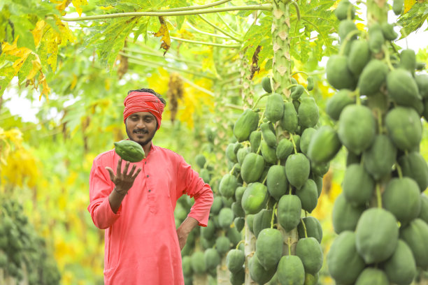 年轻的印度农民在木瓜地里图片下载