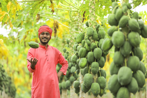 年轻的印度农民在木瓜地里图片下载