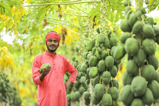 年轻的印度农民在木瓜地里图片下载