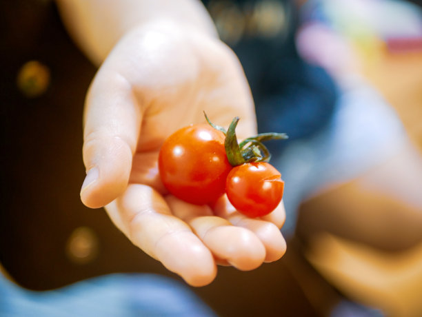 两个西红柿和一个小孩的手，一只手图片下载