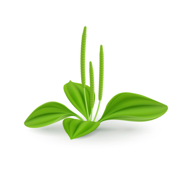 绿色的树叶图片下载