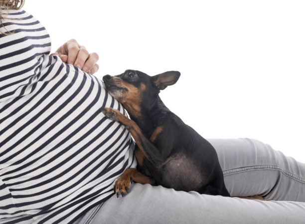 孕妇和pinscher图片下载