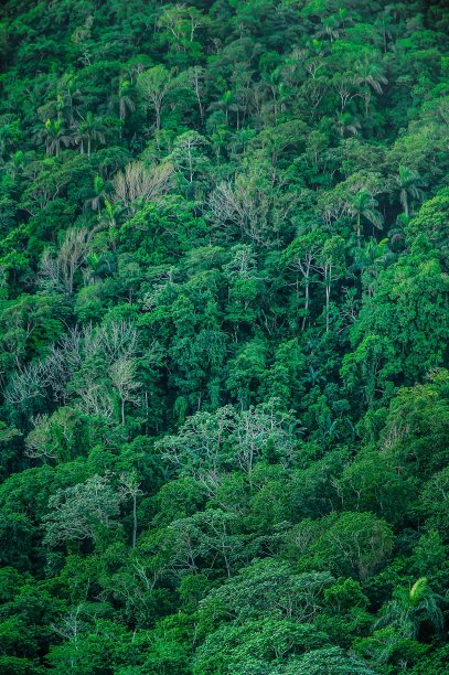 绿色的树图片下载