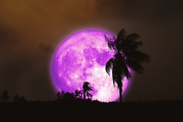 田野夜空中的粉色超级满月和椰子树剪影图片下载