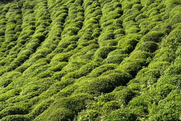 茶园库存照片图片下载