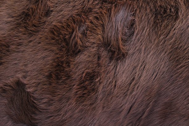 动物毛皮纹理背景特写蓬松的牛牛毛图片下载