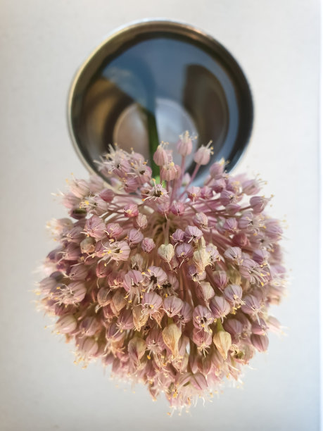 高角度拍摄的大象蒜花在水中，工作室拍摄的大象蒜花，近距离的大象蒜花孤立，粉红色的花- Stock照片图片下载