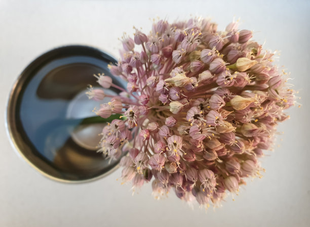 高角度拍摄的大象蒜花在水中，工作室拍摄的大象蒜花，近距离的大象蒜花孤立，粉红色的花- Stock照片图片下载