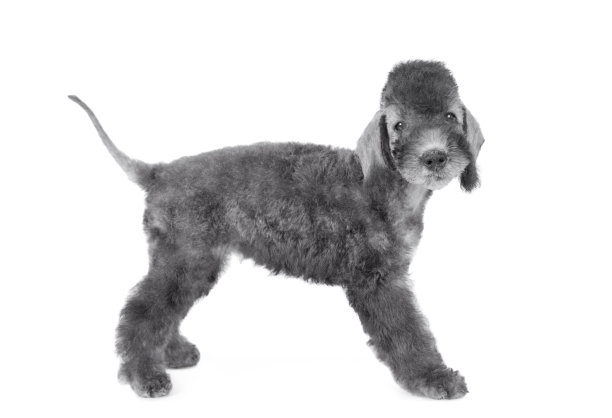 可爱的贝德林顿狗狗站在一个经典的姿态，白色图片下载