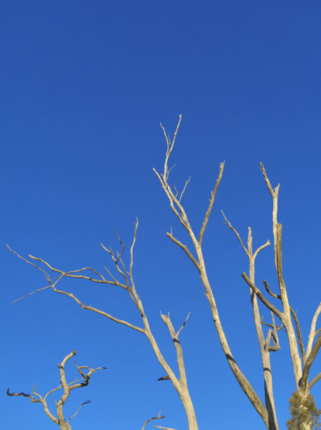 枯枝横贯蓝天图片下载