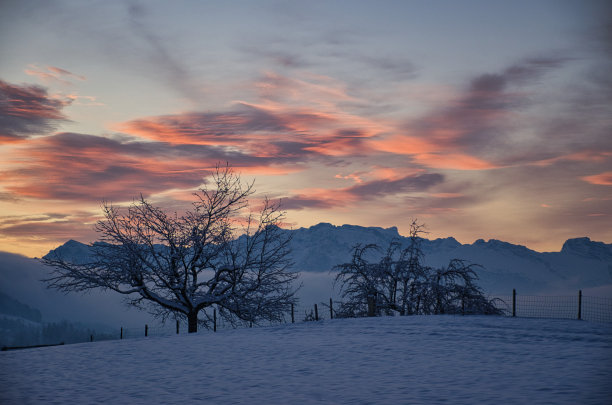 美丽的冬天的早晨与一个雪覆盖的树和山之上的雾，雾，照片照片在瑞士的苏黎世奥伯兰欣维尔图片下载