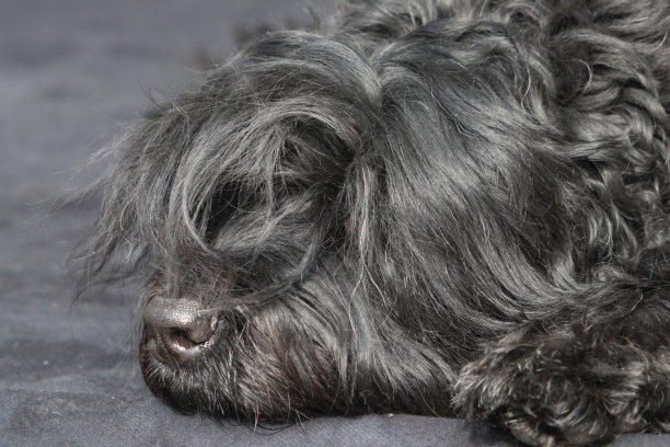 黑俄罗斯梗图片下载