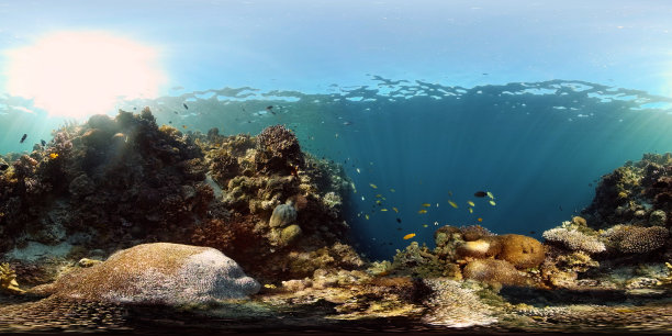 水下的珊瑚礁和热带鱼。菲律宾,360度视图图片下载
