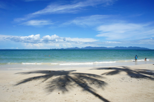 海滩上的棕榈树。图片下载