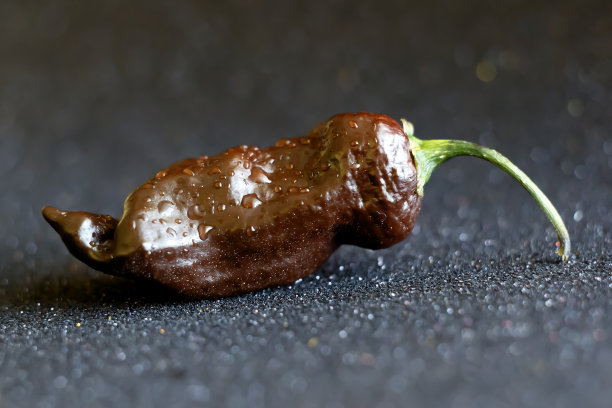 非常辣的海怪蝎子。照片。图片下载