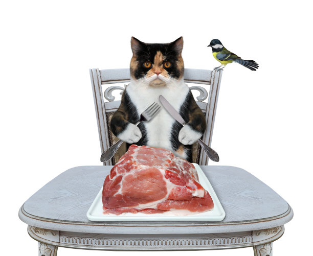 猫在餐桌上吃生肉图片下载