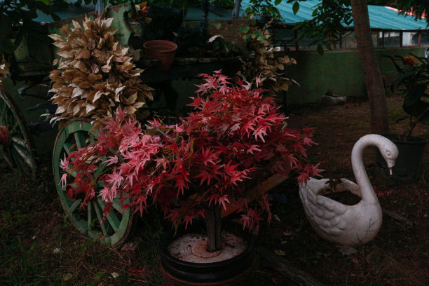 怀旧之情图片下载