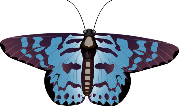 一个美丽的日子飞蛾，模仿图片下载