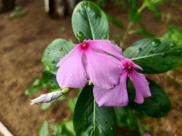海滩边的一朵花图片下载