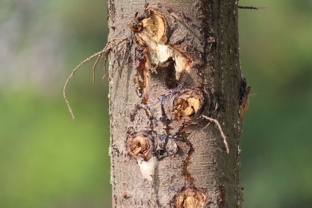 橡胶的房子图片下载