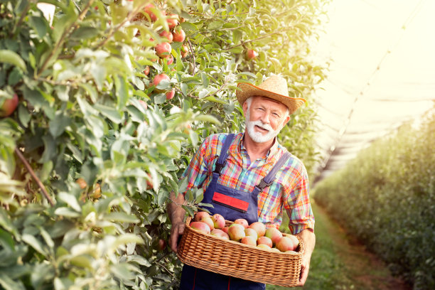 收割苹果，老人拿着装满苹果的柳条箱图片下载