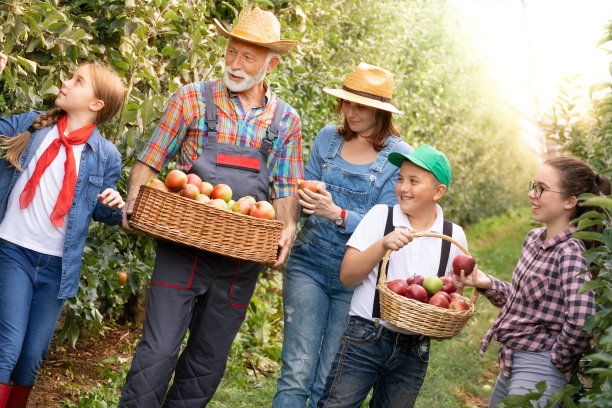 我们一起在我们的苹果种植园工作图片下载