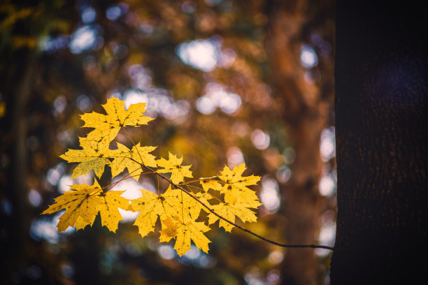 美丽的秋天，树叶在森林里图片下载