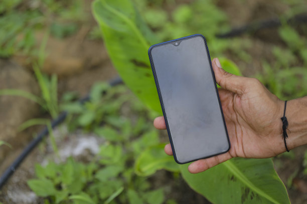 在香蕉地里用智能手机拍照图片下载