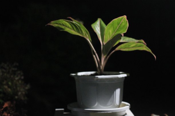 花之夜图片下载