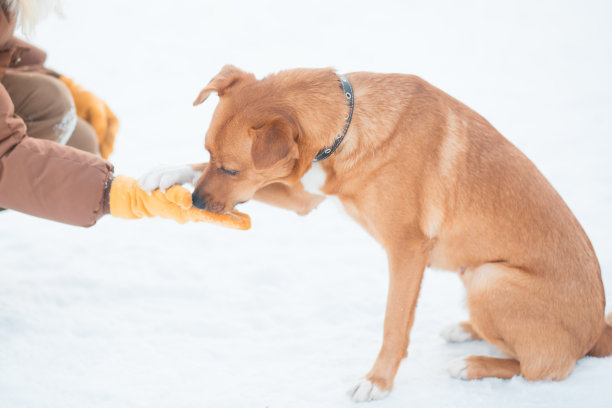 在动物收容所的流浪狗的女志愿者图片下载