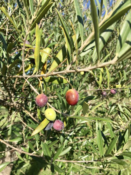 橄榄树枝图片下载