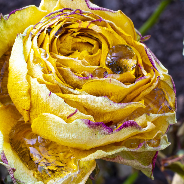 盛开的黄色玫瑰花蕾与水滴在花瓣上特写图片下载