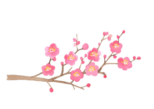 日本李子树水彩插图在白色的背景图片下载