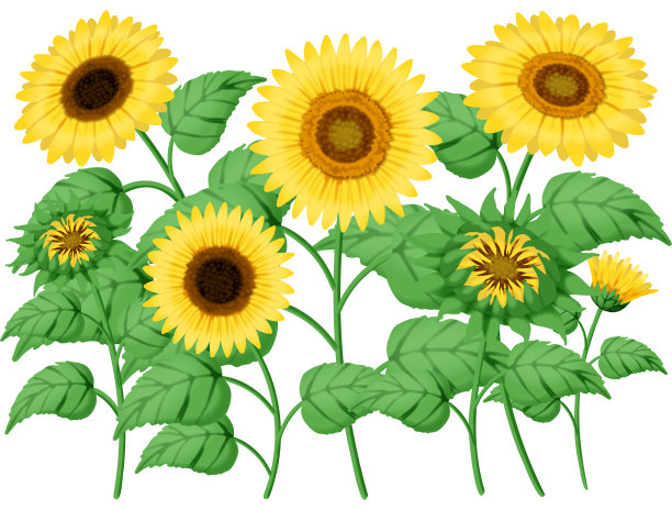 向日葵的背景图片下载